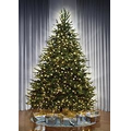 The World's Best Dual Lit Concolor Fir - Slim - 6.5'